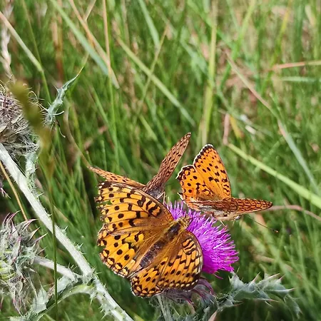 Les Cimes - La Canopee *